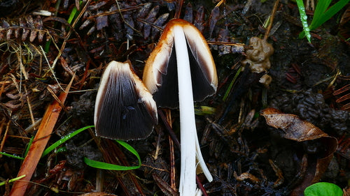 Migotanie — Bild 3