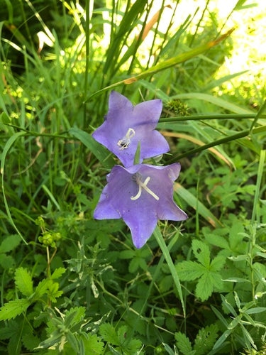 Dzwonek — Bild 4