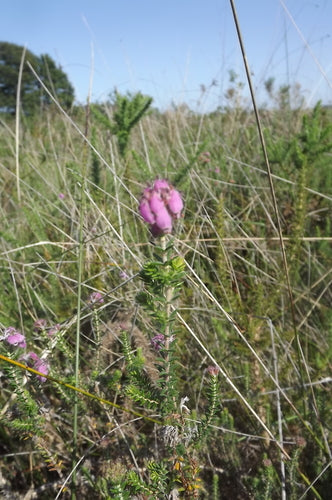 Bell Heath — Bild 3
