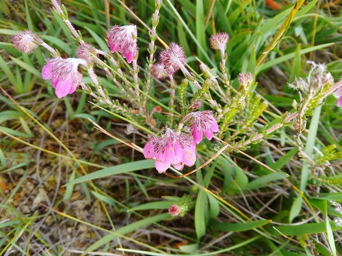 Bell Heath — Bild 1