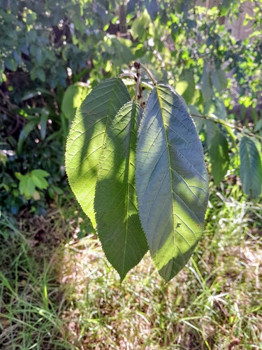 Wiśnia dzwonkowa — Bild 4