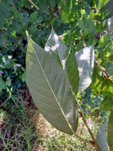 Wiśnia dzwonkowa — Bild 3