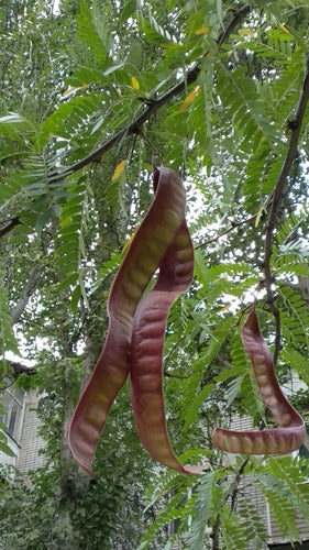 Złoty suwak — Bild 3