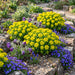 Gold-Wolfsmilch (Euphorbia polychroma) in Blüte im naturnahen Garten (KI-generiert)