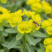 Blüte von Gold-Wolfsmilch (Euphorbia polychroma) in Nahaufnahme (KI-generiert)
