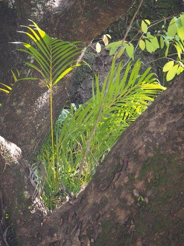 Złota palma owocowa — Bild 4