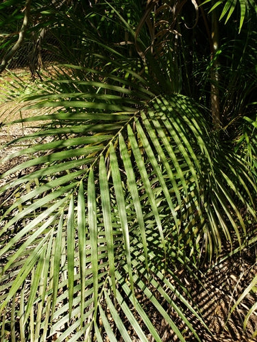 Złota palma owocowa — Bild 5