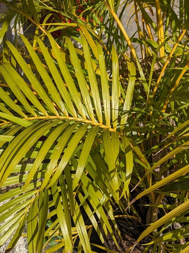 Złota palma owocowa — Bild 3
