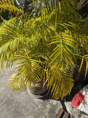 Złota palma owocowa — Bild 2