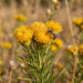 Blüte von Goldhaar-Aster (Galatella linosyris) in Nahaufnahme (KI-generiert)