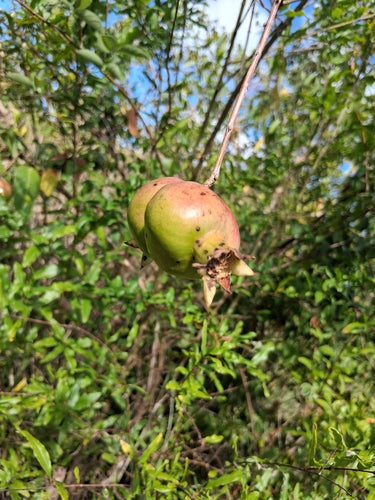granat — Bild 2