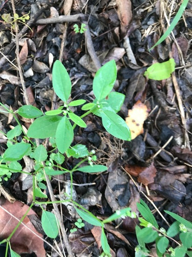 Liściasta wilczomlecz — Bild 5