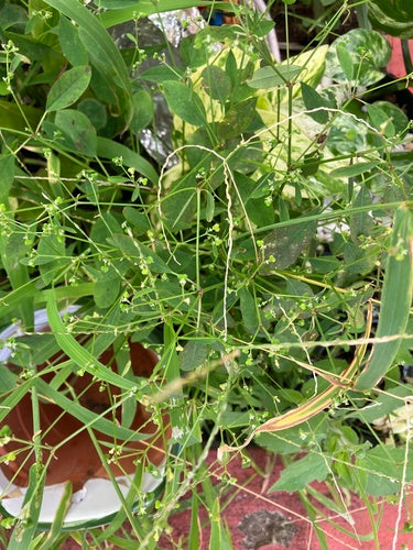 Liściasta wilczomlecz — Bild 2