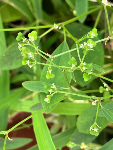 Liściasta wilczomlecz — Bild 1