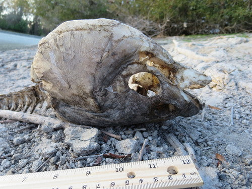 Karp trawiasty — Bild 5