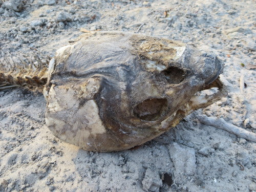 Karp trawiasty — Bild 4