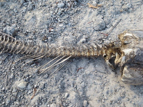 Karp trawiasty — Bild 3