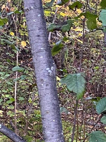 Olcha szara — Bild 4