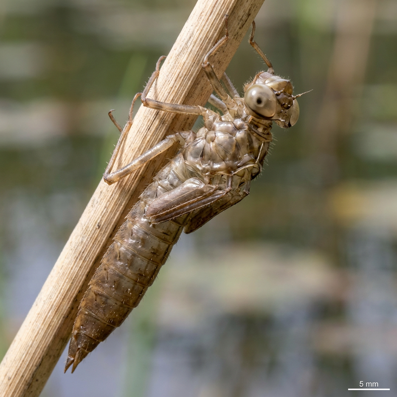 Wielka ważka (Exuvia)