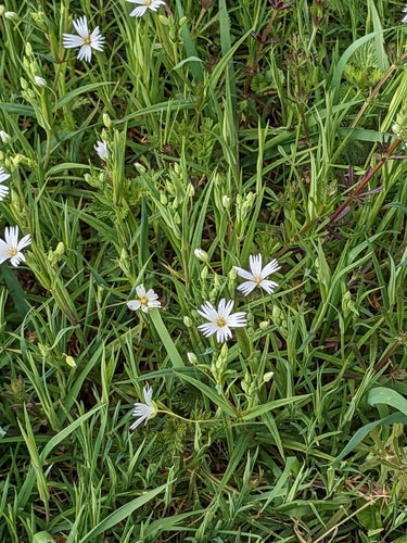 Duży ścieg — Bild 3