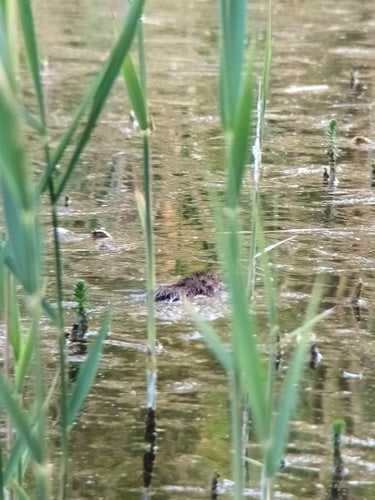 Duża norka — Bild 4