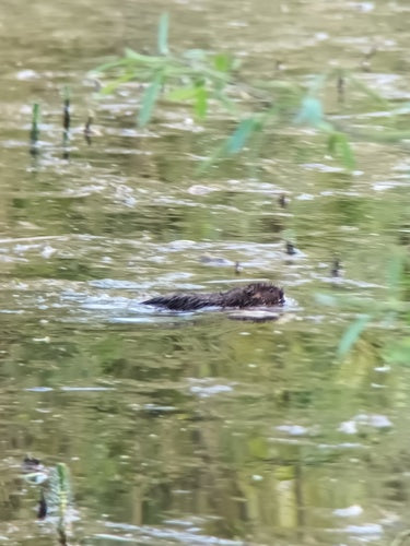 Große Wühlmaus - Bild 3