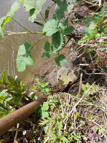 Große Wühlmaus - Bild 2