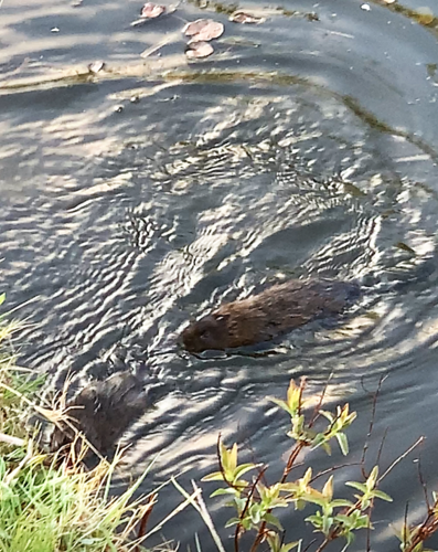 Duża norka — Bild 5