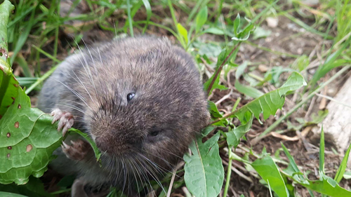 Große Wühlmaus - Bild 7