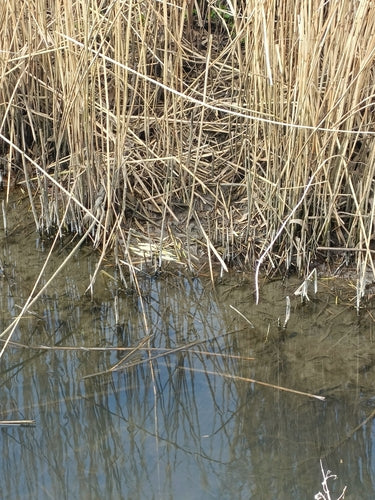 Duża norka — Bild 1