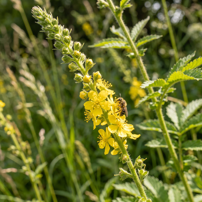 Blüte von Großer Odermennig (Agrimonia procera) in Nahaufnahme (KI-generiert)