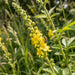 Blüte von Großer Odermennig (Agrimonia procera) in Nahaufnahme (KI-generiert)