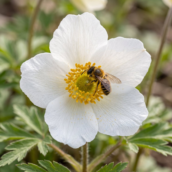 Blüte von Großes Windröschen (Anemone sylvestris) in Nahaufnahme (KI-generiert)