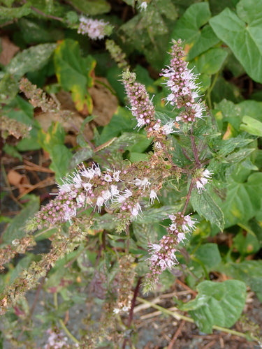 Mięta — Bild 3