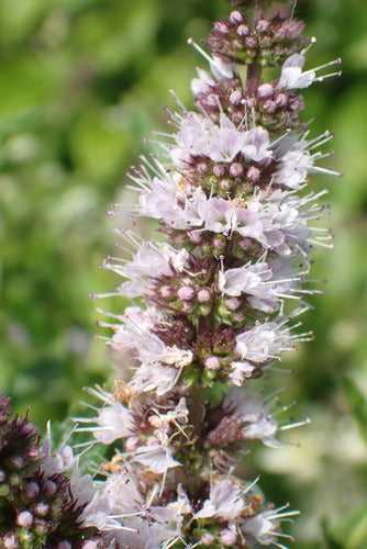Mięta — Bild 5
