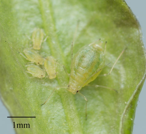 Mszyca brzoskwiniowa — Bild 5