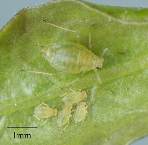 Mszyca brzoskwiniowa — Bild 2
