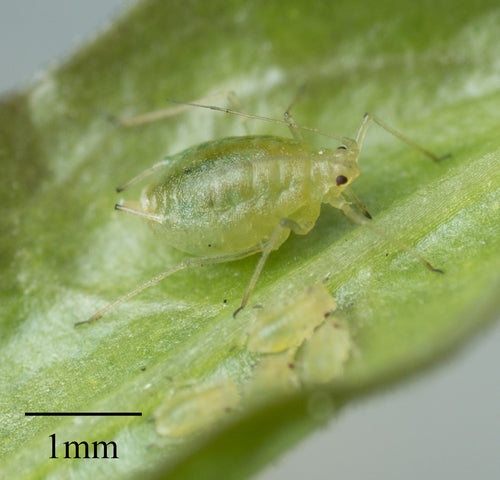 Mszyca brzoskwiniowa — Bild 3