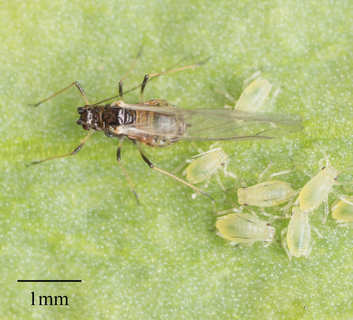 Mszyca brzoskwiniowa — Bild 4