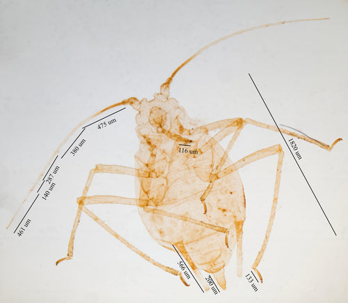 Mszyca brzoskwiniowa — Bild 1