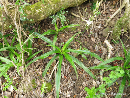 Zielona lilia — Bild 2