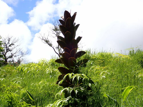 Drzewo gumowe — Bild 2