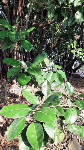 Drzewo gumowe — Bild 3