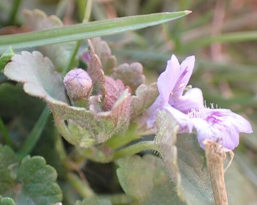 Gundermana — Bild 4