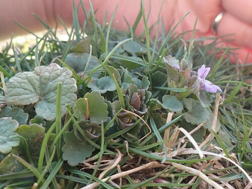 Gundermana — Bild 3