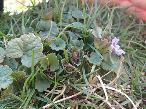 Gundermana — Bild 2