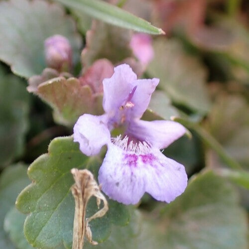 Gundermana — Bild 5