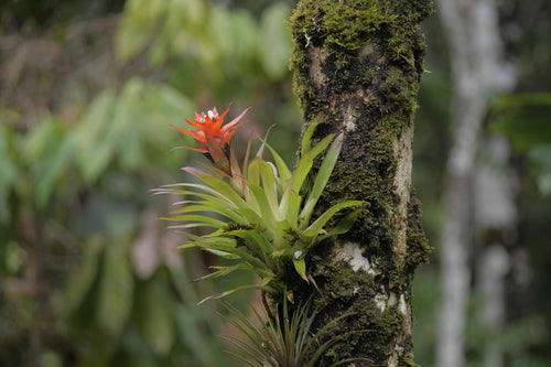 Guzmania — Bild 2