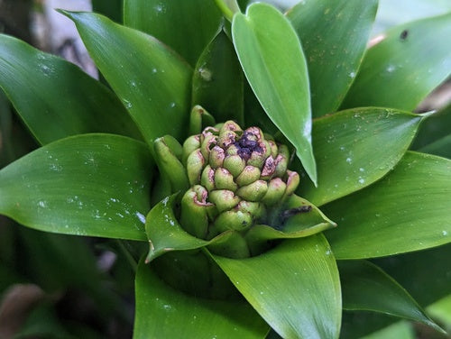 Guzmania — Bild 5