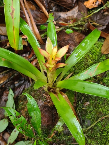 Guzmania — Bild 4